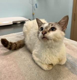 adoptable Cat in London, ON named MARNIE