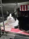 adoptable Cat in , ON named ORCA