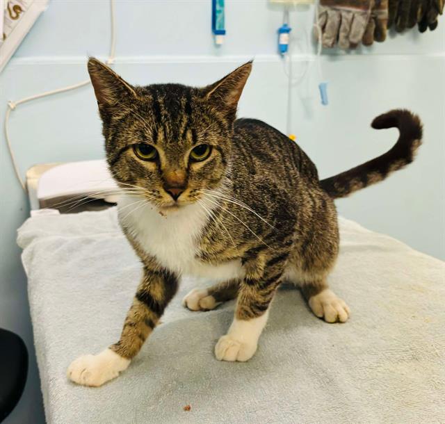 adoptable Cat in London, ON named ESTEVAN