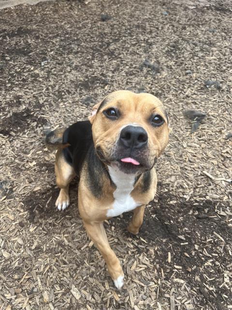 adoptable Dog in London, ON named TOOTSIE