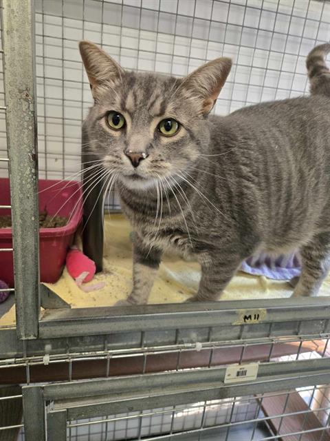 adoptable Cat in London, ON named AARON