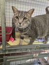 adoptable Cat in , ON named AARON