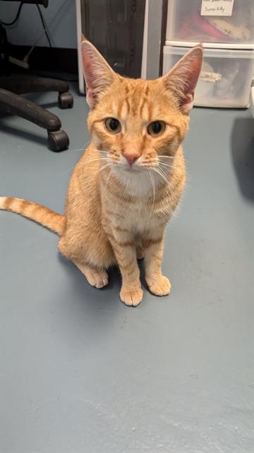 adoptable Cat in London, ON named BEAN