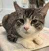 adoptable Cat in , ON named NOZZ