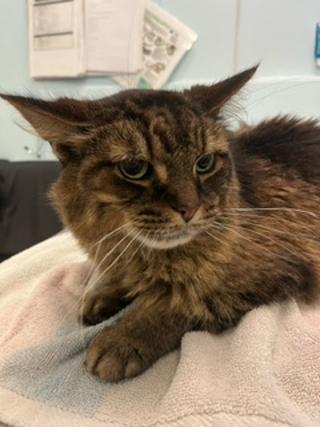 adoptable Cat in London, ON named RENE