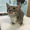 adoptable Cat in , ON named PHINEAS