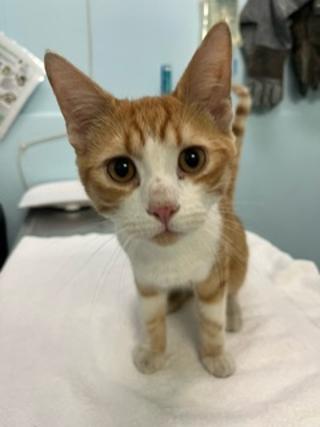 adoptable Cat in London, ON named FERB