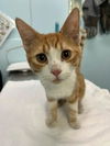 adoptable Cat in , ON named FERB