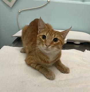 adoptable Cat in London, ON named CANDACE