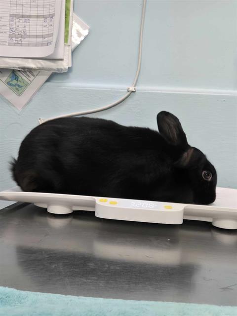 adoptable Rabbit in London, ON named BLACK BEAN