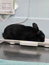 adoptable Rabbit in  named BLACK BEAN