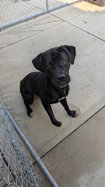 adoptable Dog in London, ON named KONA