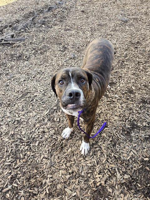 adoptable Dog in London, ON named MENDECEES