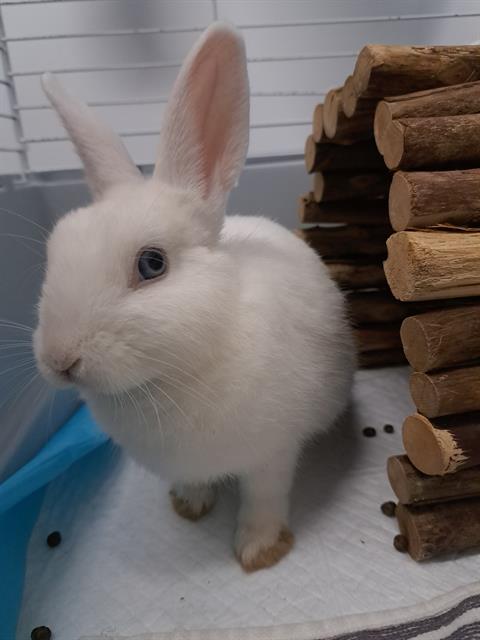 adoptable Rabbit in London, ON named BRO WHITE