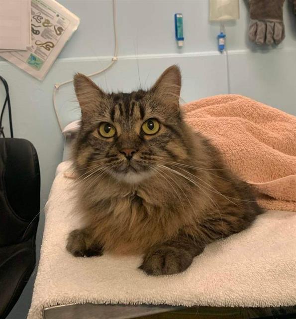 adoptable Cat in London, ON named PRINCESS DIANA