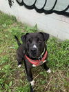 adoptable Dog in  named ROGUE
