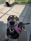 adoptable Dog in  named LEELU
