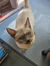 adoptable Cat in  named BLUE