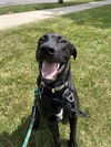 adoptable Dog in London, ON named SPARKY