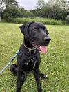 adoptable Dog in London, ON named TINY