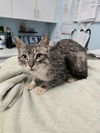 adoptable Cat in London, ON named PUYA