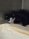 adoptable Cat in London, ON named MISSY