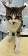 adoptable Cat in London, ON named SOREN