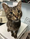 adoptable Cat in London, ON named BOSTON