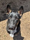 adoptable Dog in London, ON named CAMEO