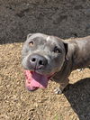 adoptable Dog in  named DELTA