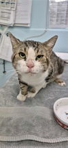 adoptable Cat in ,  named ROOT BEER