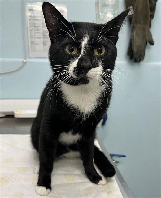 adoptable Cat in London, ON named CRUMBLE
