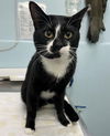 adoptable Cat in ,  named CRUMBLE