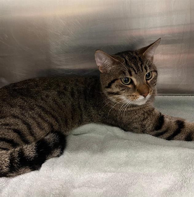 adoptable Cat in London, ON named CLIP