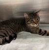 adoptable Cat in  named CLIP