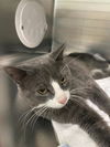 adoptable Cat in  named FRODO