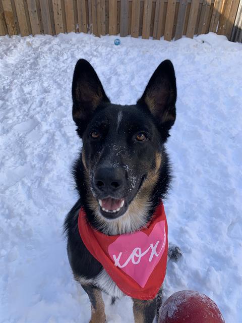 CAMEO - Australian Cattle Dog/Blue Heeler / Belgian Shepherd Malinois available for adoption