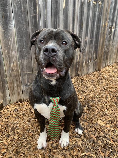 CARL, an adoptable American Bulldog in London, ON