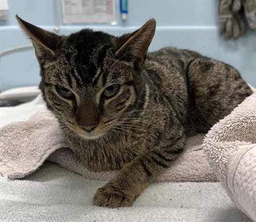 HORIZON, an adoptable Domestic Short Hair in London, ON