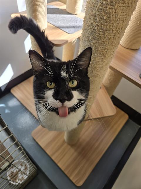 SYLVESTER, an adoptable Domestic Short Hair in London, ON