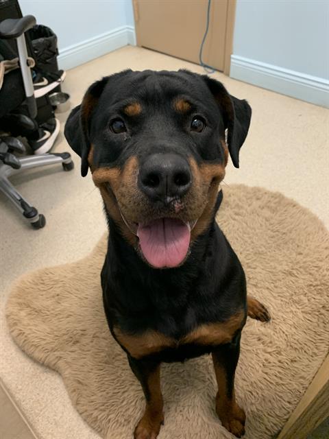 DEJA, an adoptable Rottweiler in London, ON