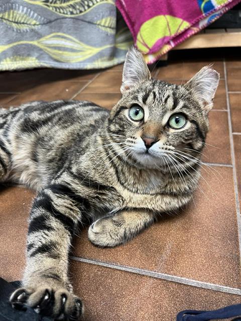 OPOSSUM, an adoptable Domestic Short Hair in London, ON