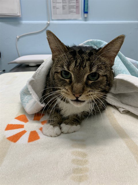 DRIP, an adoptable Domestic Short Hair in London, ON