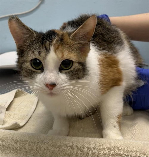 BRIOCHE, an adoptable Domestic Short Hair in London, ON