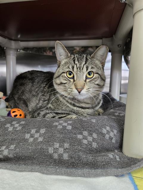 LOUIS, an adoptable Domestic Short Hair in London, ON