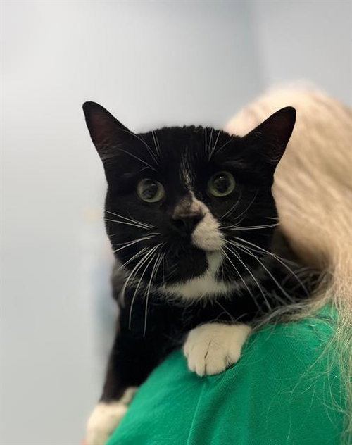MIMI, an adoptable Domestic Short Hair in London, ON