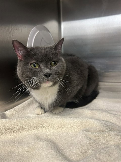 THEODORE, an adoptable Domestic Short Hair in London, ON