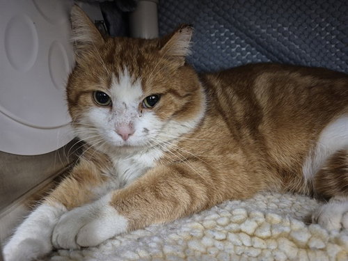 PHILLY, an adoptable Domestic Short Hair in London, ON