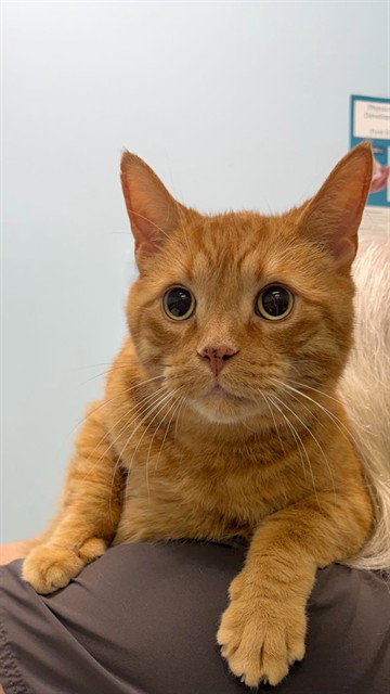 FUEGO, an adoptable Domestic Short Hair in London, ON