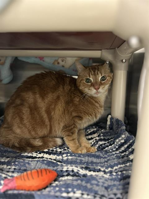 ECHO, an adoptable Domestic Short Hair in London, ON